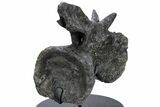 Sauropod Dinosaur (Diplodocus) Caudal Vertebra - Colorado #222507-1